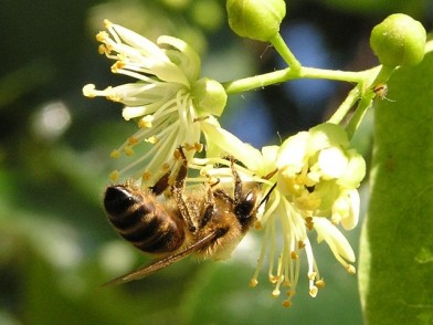 lipa pszczola